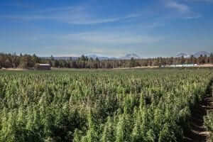 Read more about the article What is the Meaning behind our Company Name?