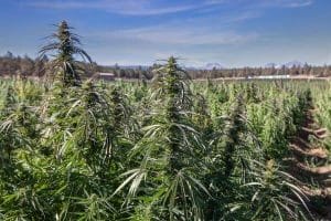 Read more about the article Hemp and CBD are Now Legal in Every State