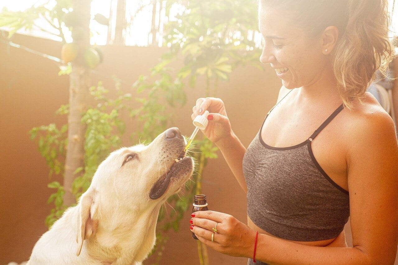 You are currently viewing Hemp Oil vs CBD Oil for Dogs: Know the Differences!