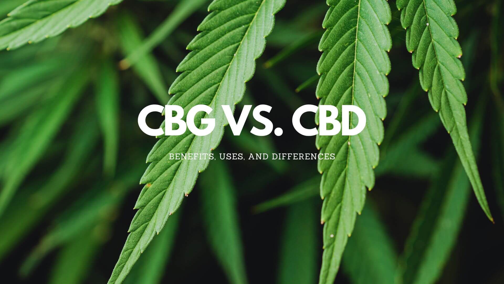 Read more about the article CBG vs CBD