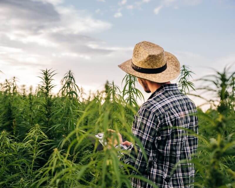 Hemp Field